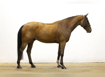 AES, Ruin, 5 Jaar, 165 cm, Bruin