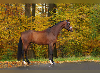 AES, Ruin, 5 Jaar, 175 cm, Brauner