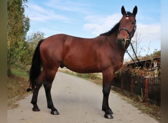 AES, Ruin, 6 Jaar, 162 cm, Bruin