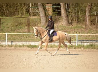 AES, Ruin, 6 Jaar, 164 cm, Palomino