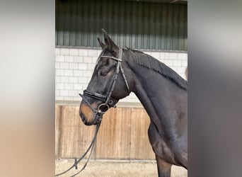 AES, Ruin, 6 Jaar, 165 cm, Donkerbruin