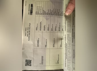 AES, Ruin, 6 Jaar, 165 cm, Donkerbruin