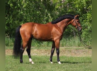 AES, Ruin, 6 Jaar, 169 cm, Roodbruin