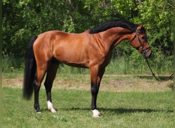 AES, Ruin, 6 Jaar, 169 cm, Roodbruin