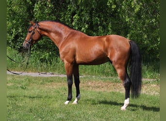 AES, Ruin, 6 Jaar, 169 cm, Roodbruin