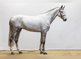 AES, Ruin, 6 Jaar, 173 cm, Appelschimmel