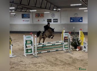 AES, Ruin, 6 Jaar, 175 cm, Bruin