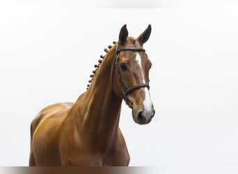 AES, Ruin, 6 Jaar, 177 cm