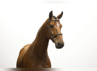 AES, Ruin, 7 Jaar, 162 cm, Bruin