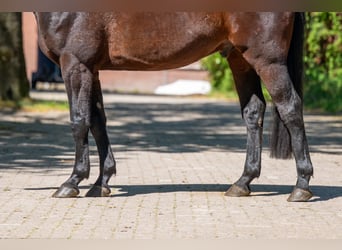 AES, Ruin, 7 Jaar, 166 cm, Bruin
