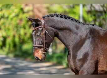 AES, Ruin, 7 Jaar, 166 cm, Bruin