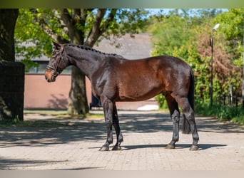 AES, Ruin, 7 Jaar, 166 cm, Bruin