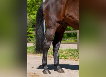 AES, Ruin, 7 Jaar, 166 cm, Bruin