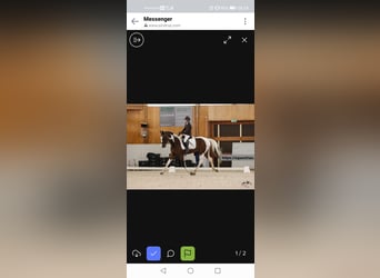 AES, Ruin, 7 Jaar, 167 cm, Gevlekt-paard