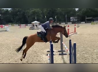 AES, Ruin, 7 Jaar, 174 cm, Bruin