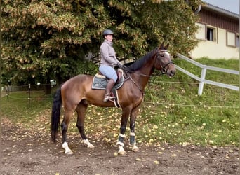 AES, Ruin, 7 Jaar, 174 cm, Donkerbruin