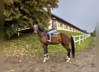 AES, Ruin, 7 Jaar, 174 cm, Donkerbruin