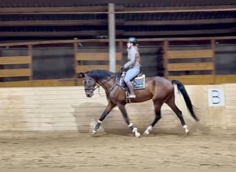 AES, Ruin, 7 Jaar, 174 cm, Donkerbruin