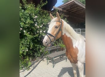 AES, Ruin, 8 Jaar, 148 cm, Gevlekt-paard