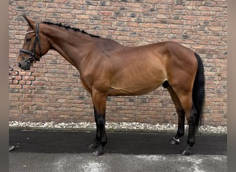 AES, Ruin, 8 Jaar, 162 cm, Bruin
