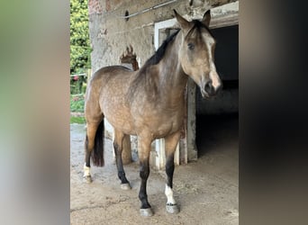AES, Ruin, 8 Jaar, 165 cm, Buckskin
