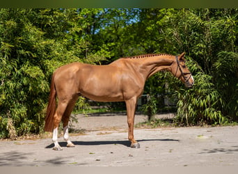 AES, Ruin, 8 Jaar, 167 cm, Vos