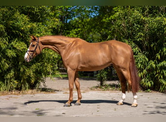 AES, Ruin, 8 Jaar, 167 cm, Vos