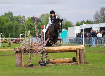 AES, Ruin, 8 Jaar, 167 cm, Zwart