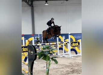 AES, Ruin, 8 Jaar, 170 cm, Brauner