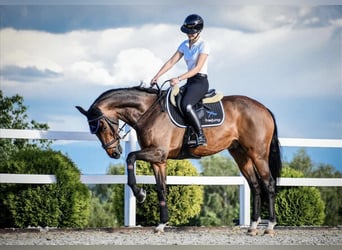 AES, Ruin, 8 Jaar, 170 cm, Brauner