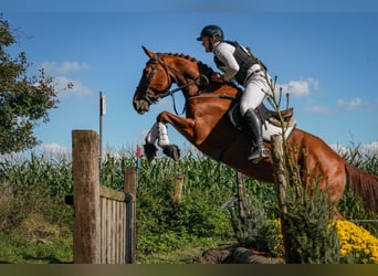 AES, Ruin, 9 Jaar, 173 cm, Vos