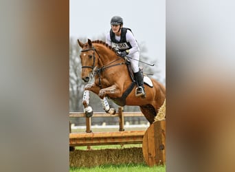 AES, Ruin, 9 Jaar, 173 cm, Vos