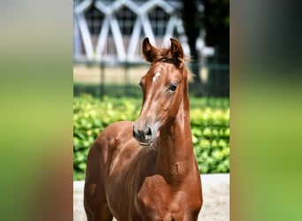 KWPN, Stallion, Foal (04/2024), Chestnut-Red, in Gilze,