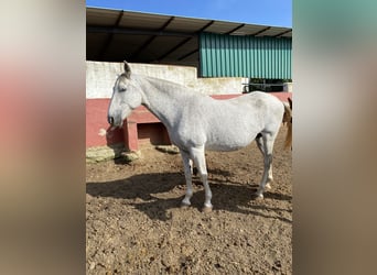 PRE, Stute, 13 Jahre, 170 cm, Fliegenschimmel, in Alcala Del Valle,