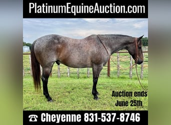 Quarter horse américain, Hongre, 12 Ans, 152 cm, Rouan Bleu, in Weatherford TX,
