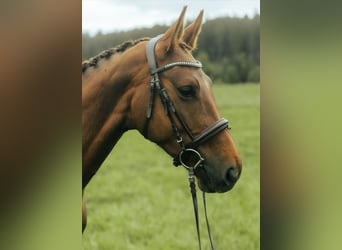 Oldenburger, Stute, 7 Jahre, 165 cm, Fuchs, in Tramelan