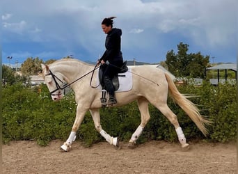 Lusitanos, Yegua, 6 años, 157 cm, Cremello, in Martfeld