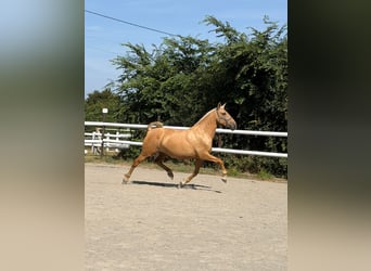 PRE Croisé, Jument, 6 Ans, 165 cm, Palomino, in Maisonnais
