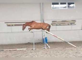 Selle Français, Stallion, 3 years, 16,2 hh, Chestnut-Red, in POZNAŃ