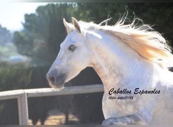 PRE, Stallion, 6 years, 15.2 hh, Gray, in Vejer de la Frontera,
