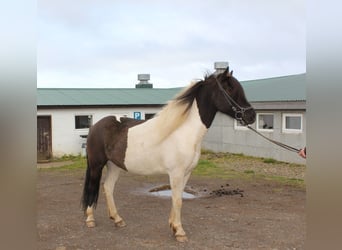 Icelandic Horse, Mare, 8 years, 14 hh, Tobiano-all-colors, in Fljótum,