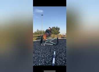 Reitbeteiligung gesucht RsP