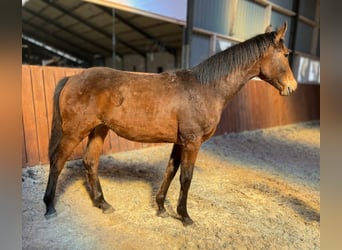 Other Breeds, Mare, 1 year, 14.1 hh, Brown, in Pasvalys,