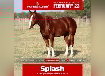 American Quarter Horse, Gelding, 10 years, 14,2 hh, Sorrel, in Mineral Wells