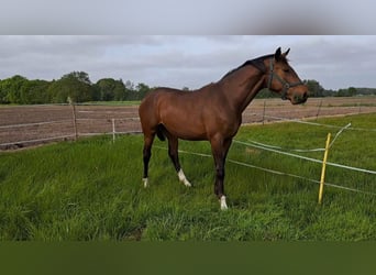Gelding 2 years