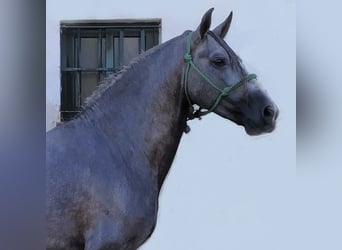 PRE Mix, Stallion, 6 years, 15.2 hh, Gray, in Sevilla,