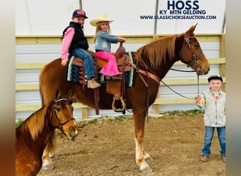 Kentucky Mountain Saddle Horse, Caballo castrado, 11 años, 152 cm, Alazán rojizo, in Breeding, KY,