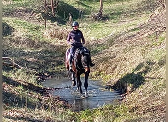 Polski koń sportowy, Wałach, 4 lat, 170 cm, Gniada, in Leszno Dolne