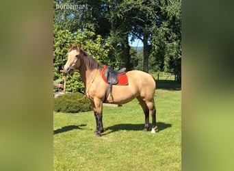 Selle Français, Mare, 15 years, 15,3 hh, Dun, in Normandie