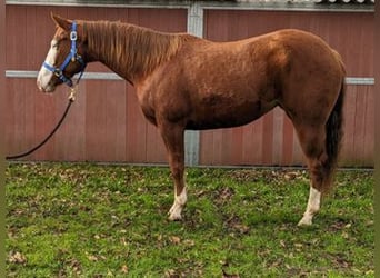 Quarter horse américain, Jument, 4 Ans, 153 cm, Alezan, in Bergkamen,